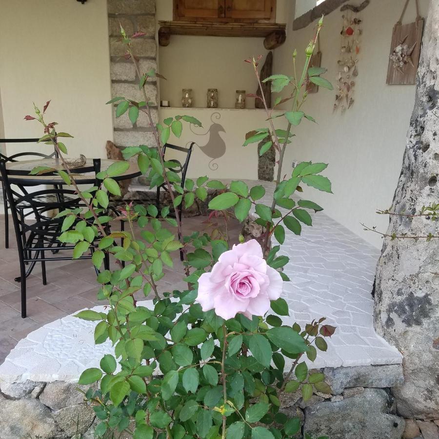 Nonna Pasqualina B&B Santa Teresa Gallura Luaran gambar